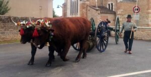 chevalier maurice 1 ok