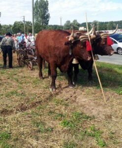 chevalier maurice 2 ok