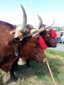 chevalier maurice 3 ok