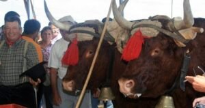 chevalier maurice 5 ok