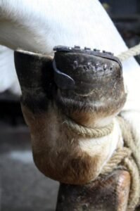 ferrage chez o courthiade par jean ousset 4 ok