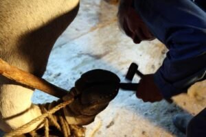 ferrage chez o courthiade par jean ousset 6 ok