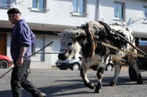 kammerer andré 12 ok