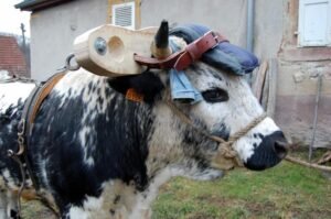 kammerer andré 6 ok