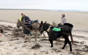 olivier nicolle 2 ok