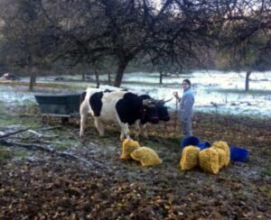 pommes 2013 l et a bernard 1 ok