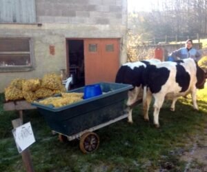 pommes 2013 l et a bernard 2 ok