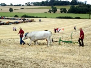 rivals françois 8 ok