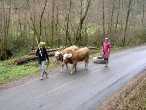 imprégnation tifennvital 7 ok