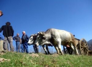 colloque ariège 2014 solène gaudin 1879 ok