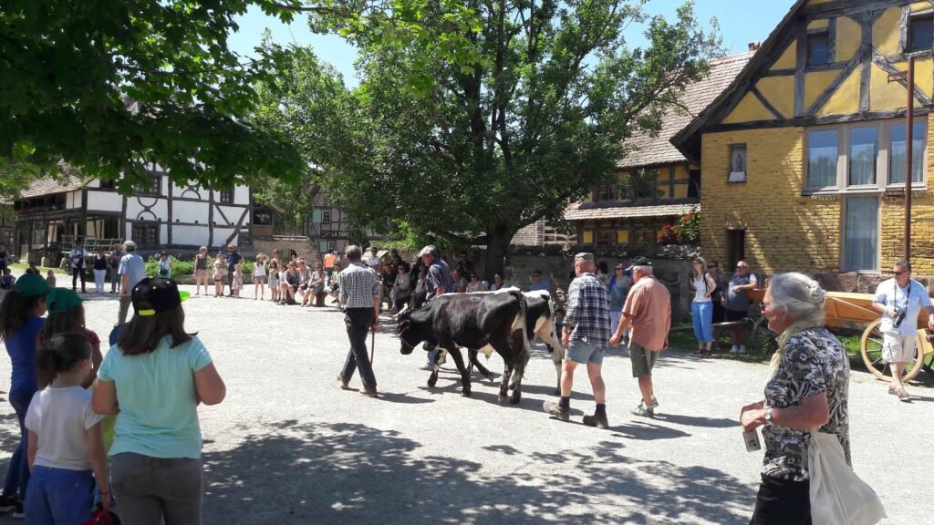 rencontres 2017 alsace ok (28)