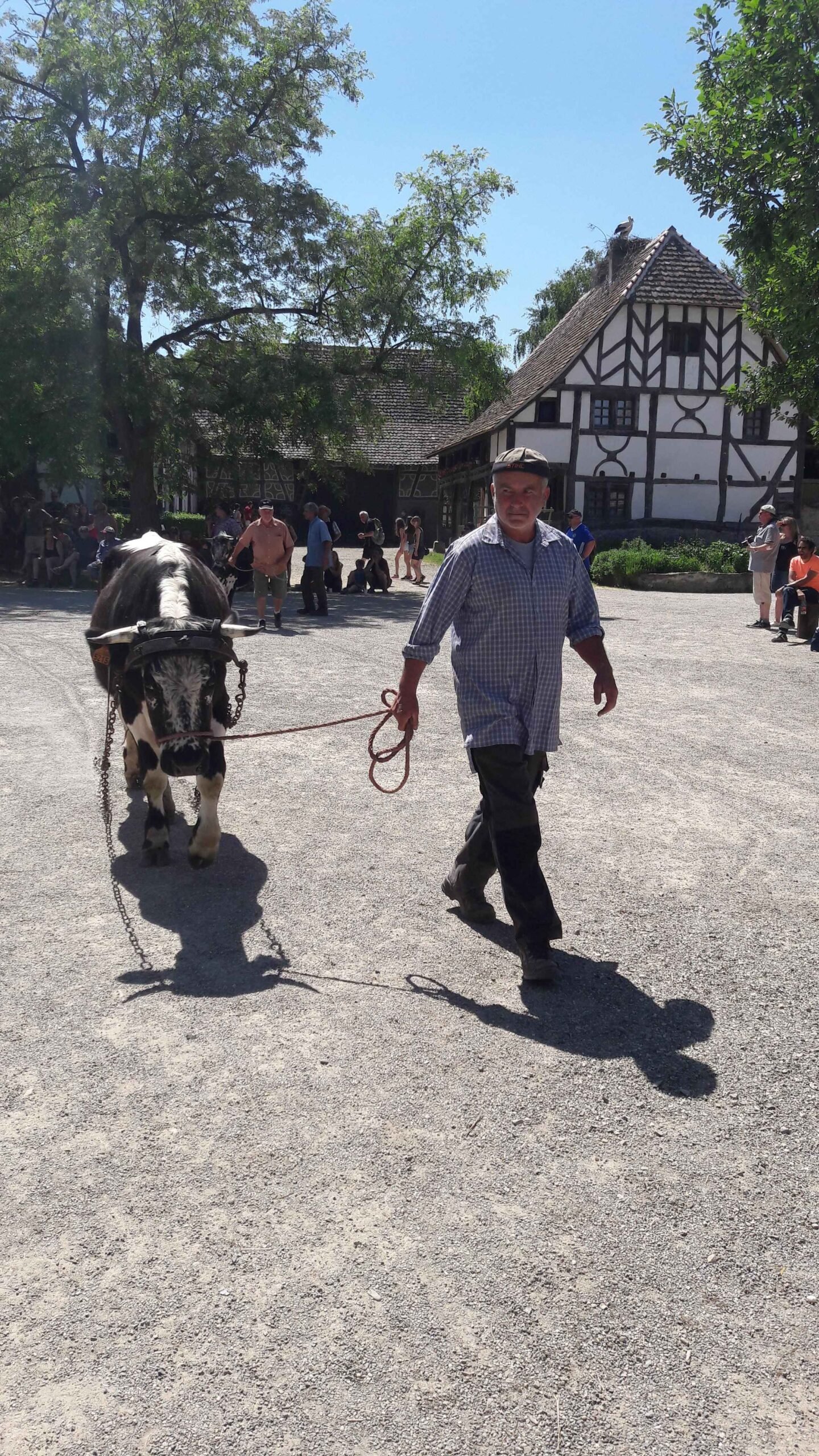 Attelages bovins d’hier et d’aujourd’hui