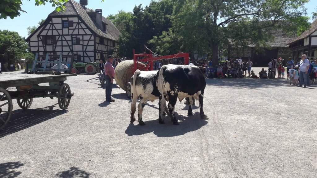 rencontres 2017 alsace ok (35)