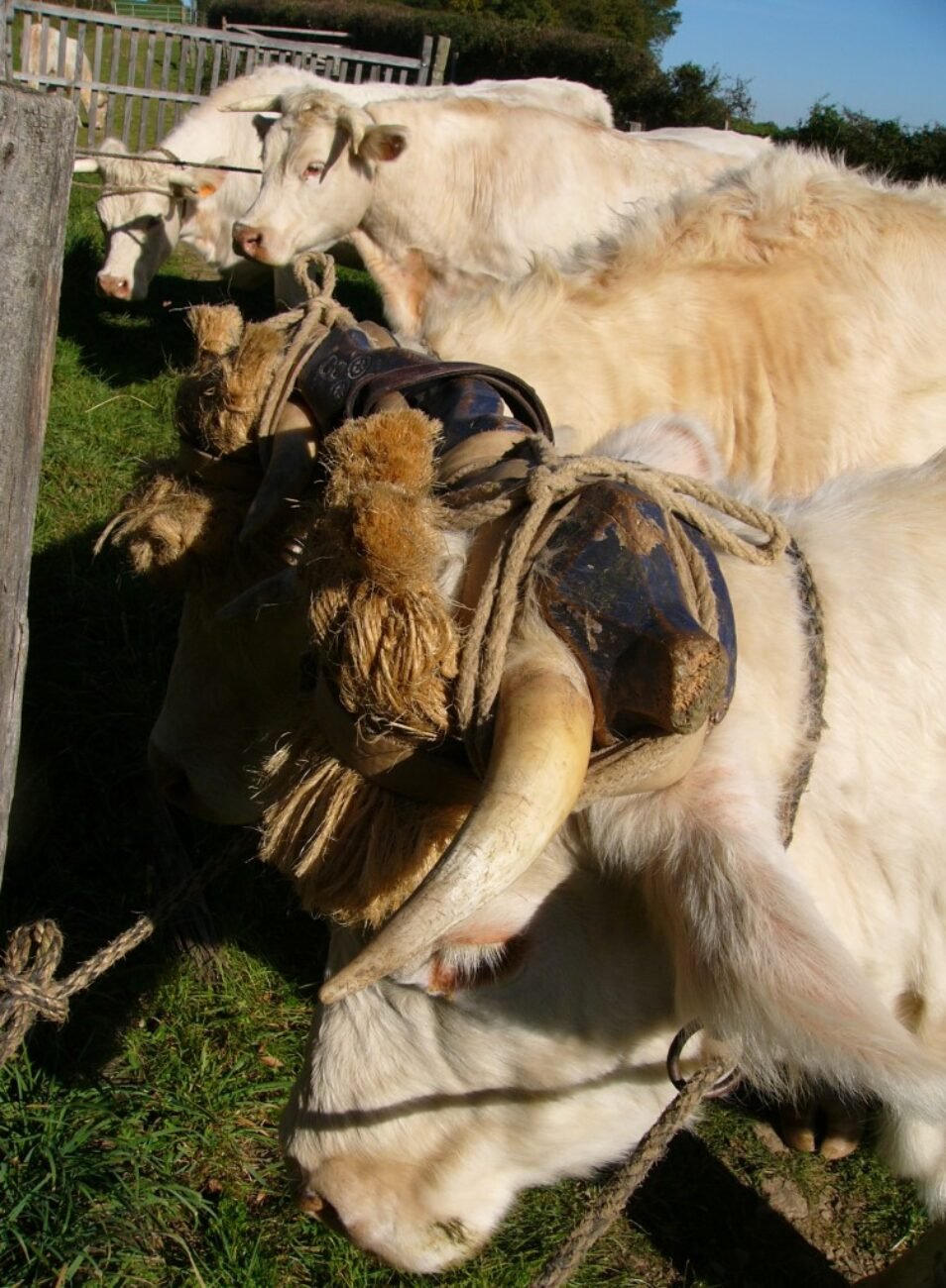 Le blog : attelages bovins d'aujourd'hui. La traction animale bovine