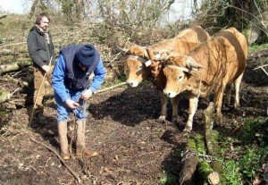 regard des bovins 1 ok