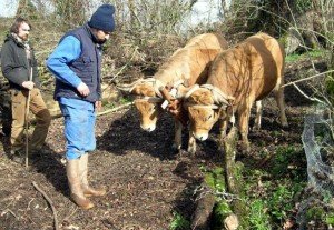 regard des bovins 2 ok