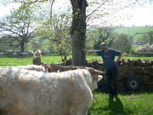 froment boeuf au joug