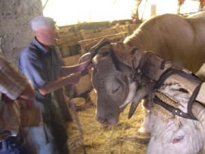 - Les boeufs de Louis Moulignat, Saint Léopardin d’Augy (03)