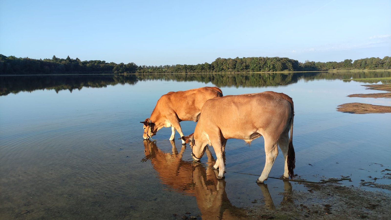 Aucune description de photo disponible. - La corne rose - Le voyage de Léonnie, Safran, et Bouleau 2023