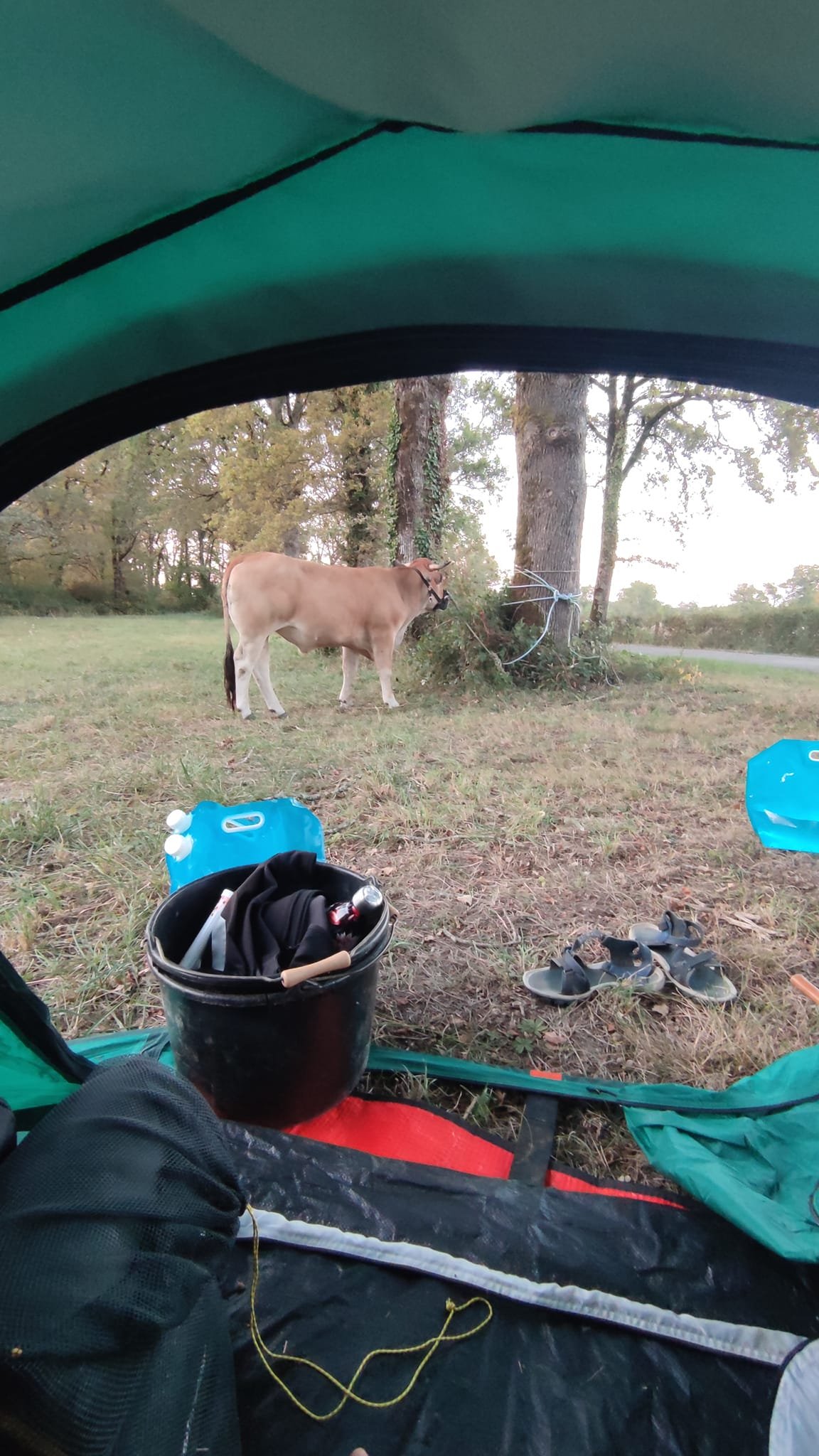 Aucune description de photo disponible. - La corne rose - Le voyage de Léonnie, Safran, et Bouleau 2023