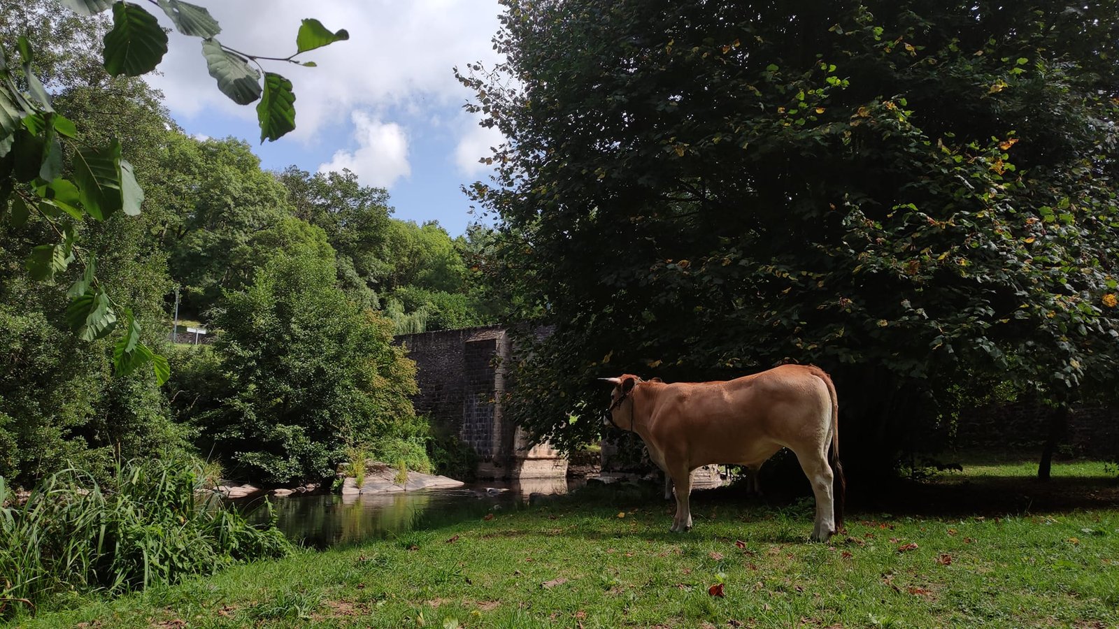 Aucune description de photo disponible. - La corne rose - Le voyage de Léonnie, Safran, et Bouleau 2023