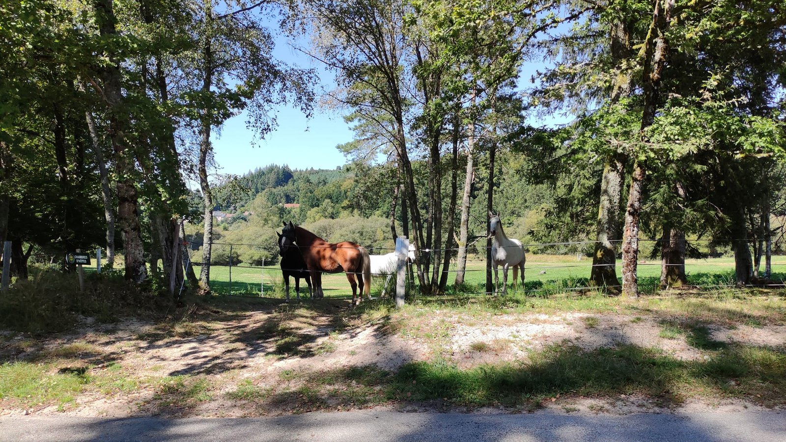 Aucune description de photo disponible. - La corne rose - Le voyage de Léonnie, Safran, et Bouleau 2023