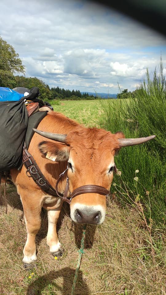 Aucune description de photo disponible. - La corne rose - Le voyage de Léonnie, Safran, et Bouleau 2023