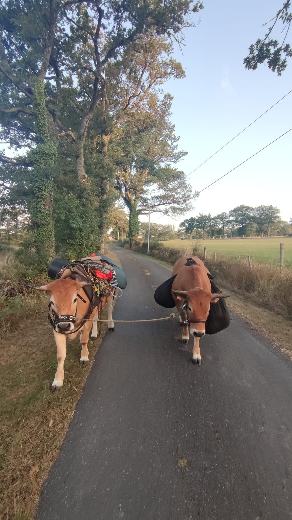 Aucune description de photo disponible. - La corne rose - Le voyage de Léonnie, Safran, et Bouleau 2023