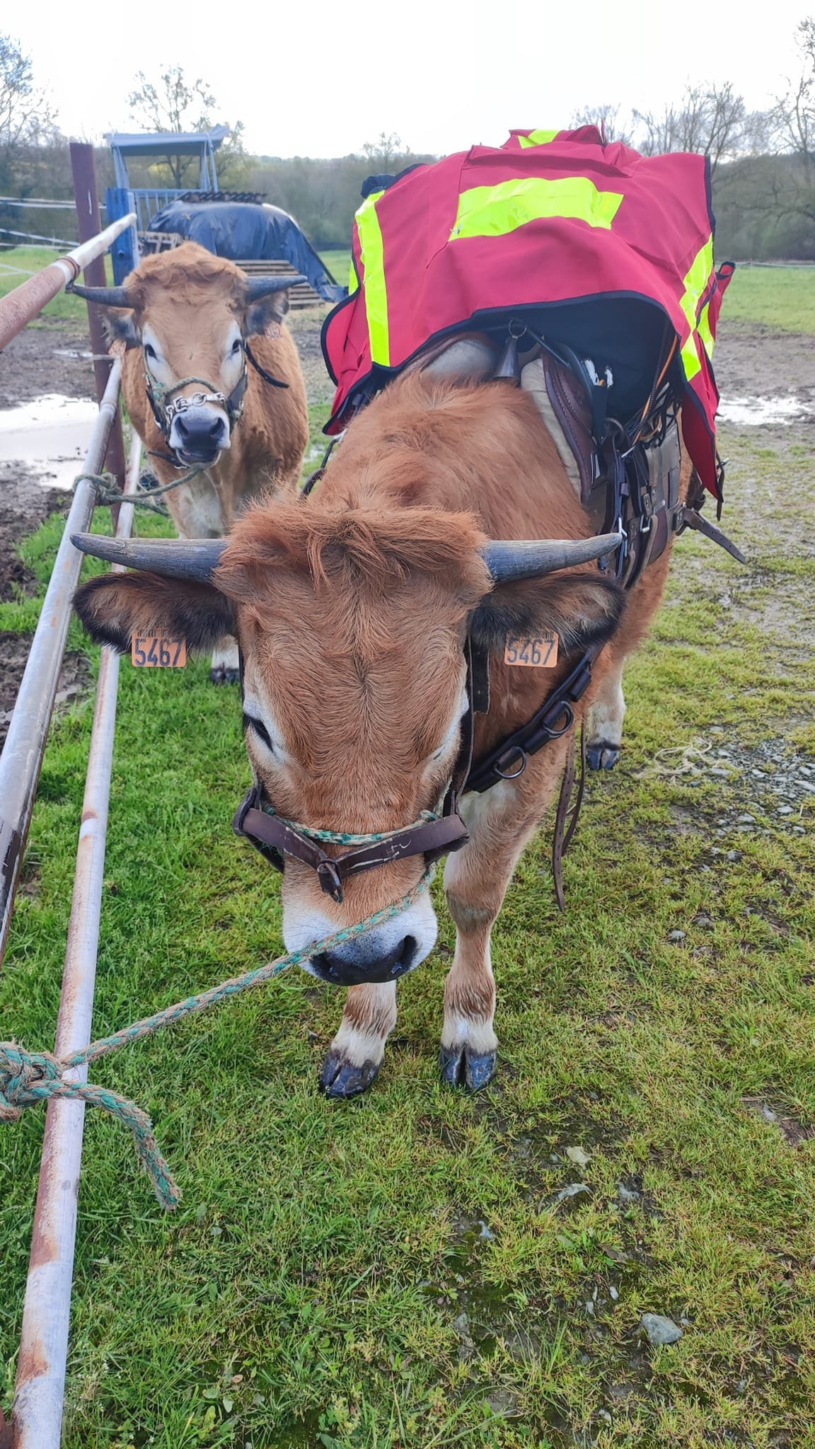 Aucune description de photo disponible. - La corne rose - Le voyage de Léonnie, Safran, et Bouleau 2023