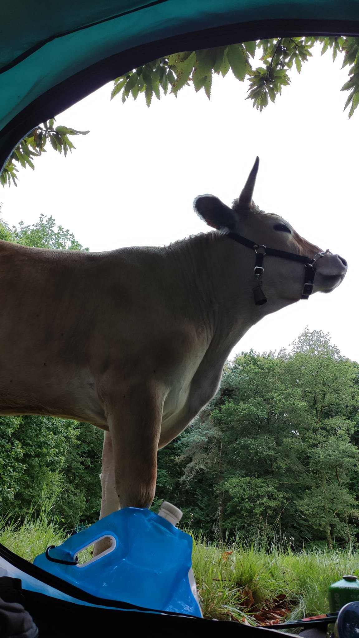 Aucune description de photo disponible. - La corne rose - Le voyage de Léonnie, Safran, et Bouleau 2023