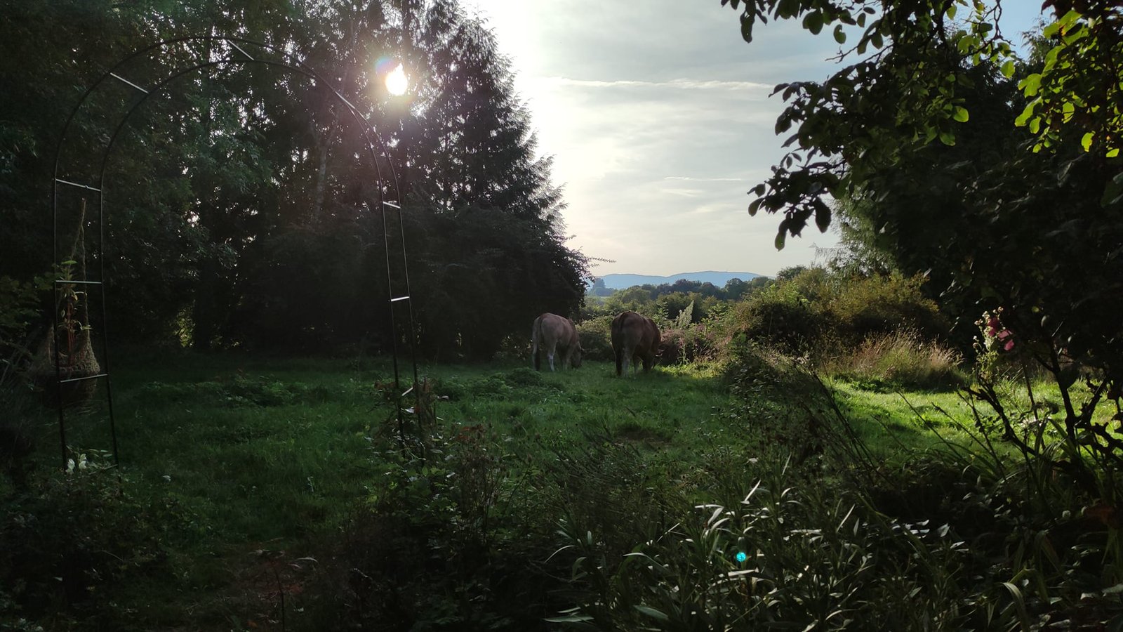 Aucune description de photo disponible. - La corne rose - Le voyage de Léonnie, Safran, et Bouleau 2023