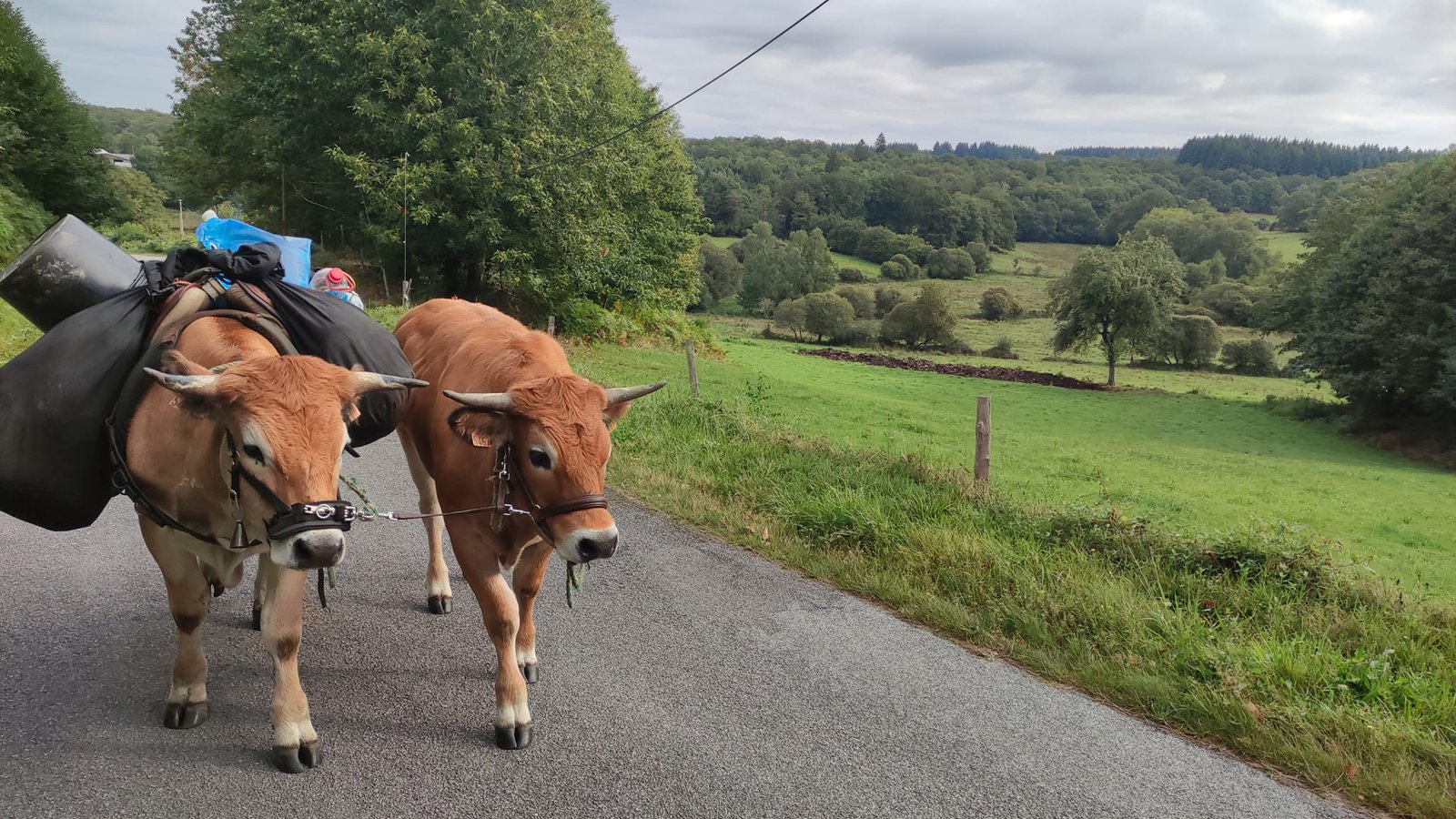 Aucune description de photo disponible. - La corne rose - Le voyage de Léonnie, Safran, et Bouleau 2023