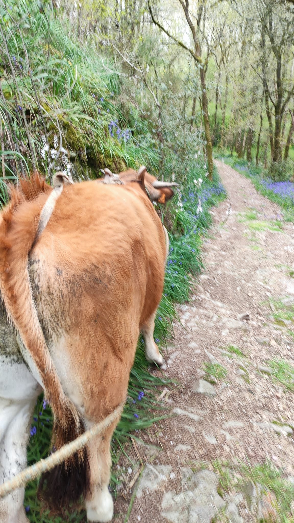 Aucune description de photo disponible. - La corne rose - Le voyage de Léonnie, Safran, et Bouleau 2023