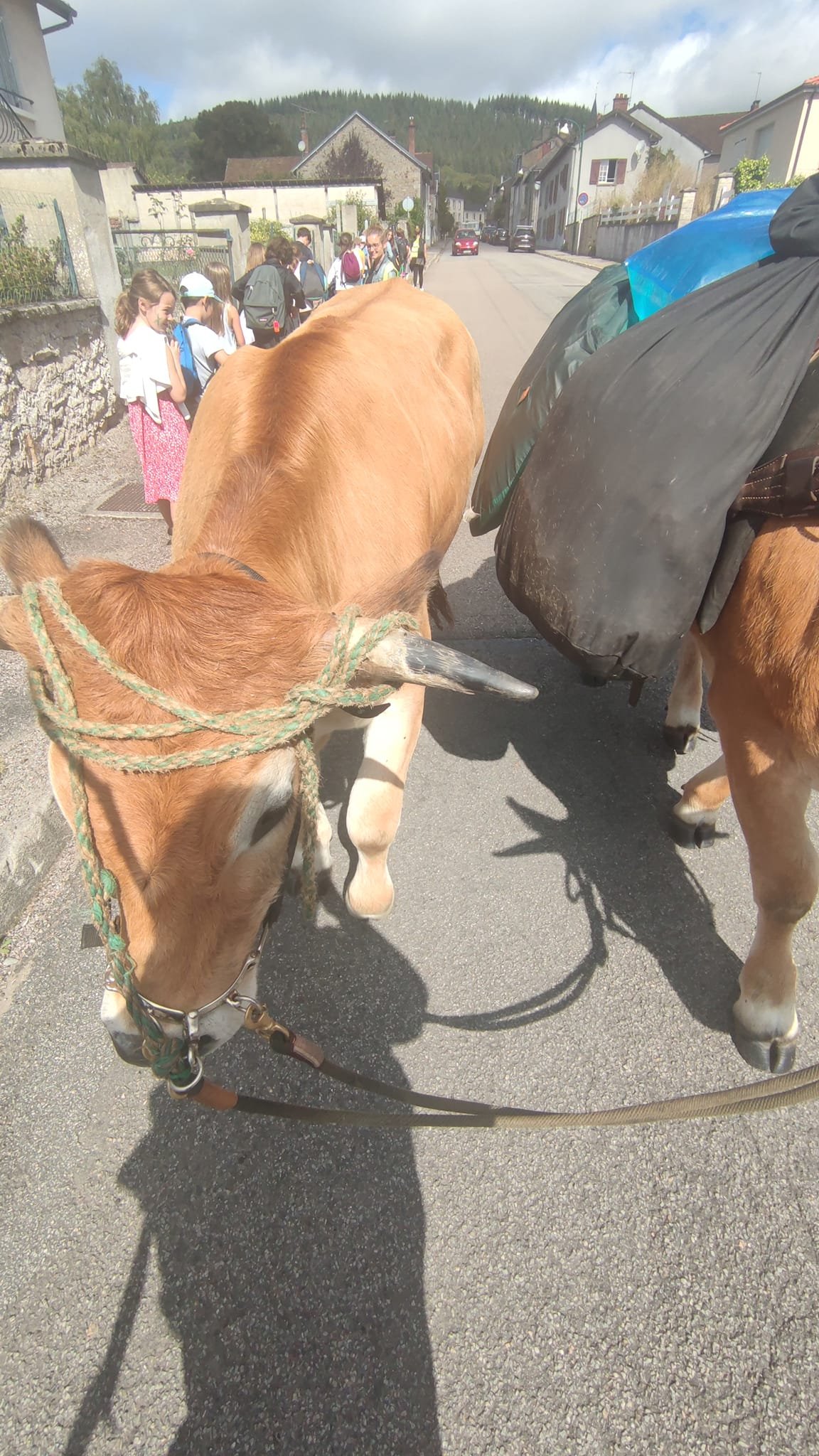 Aucune description de photo disponible. - La corne rose - Le voyage de Léonnie, Safran, et Bouleau 2023