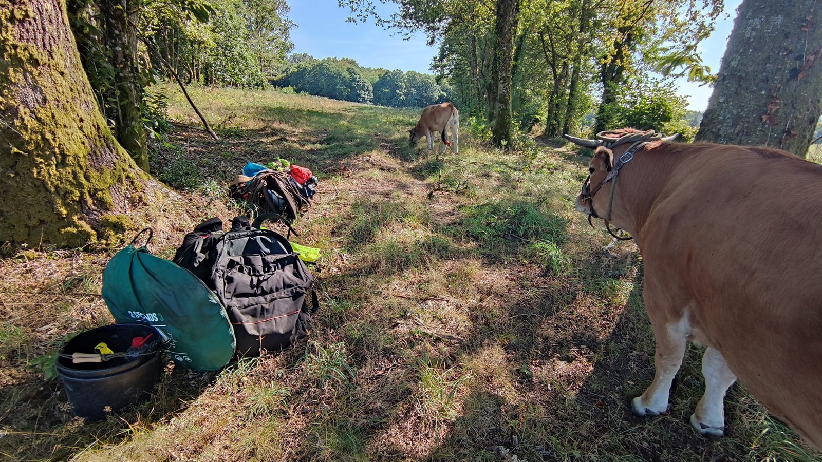 Aucune description de photo disponible. - La corne rose - Le voyage de Léonnie, Safran, et Bouleau 2023