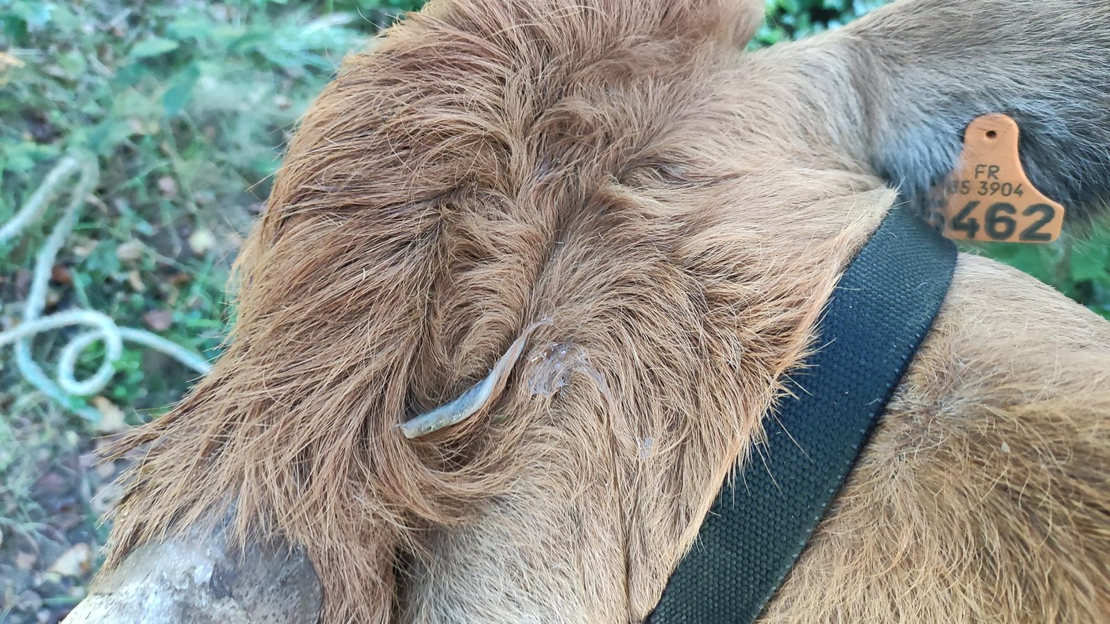 Aucune description de photo disponible. - La corne rose - Le voyage de Léonnie, Safran, et Bouleau 2023