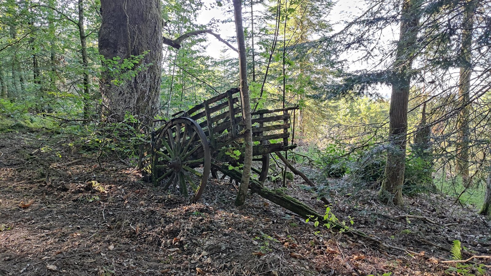 Aucune description de photo disponible. - La corne rose - Le voyage de Léonnie, Safran, et Bouleau 2023