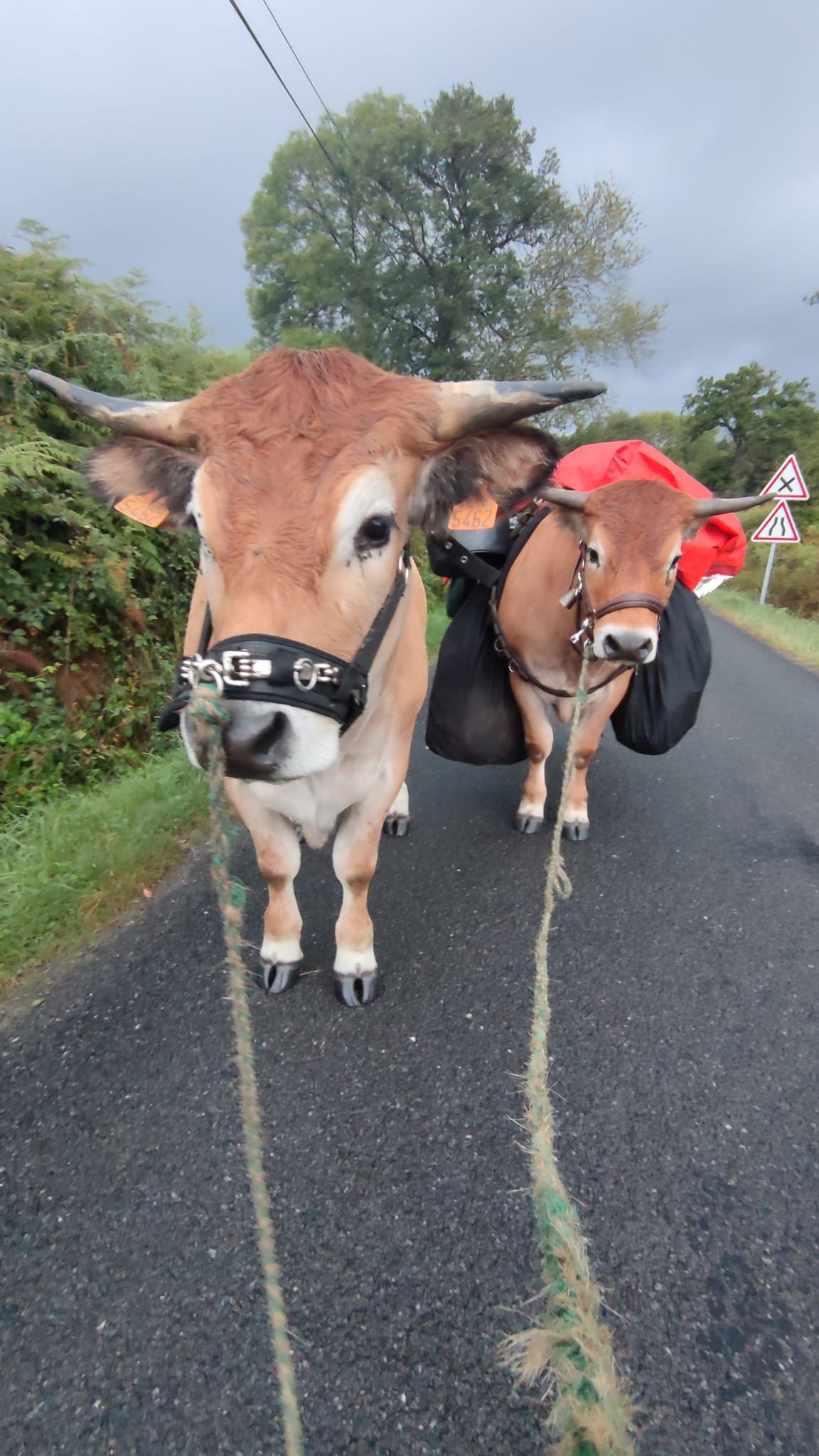 Aucune description de photo disponible. - La corne rose - Le voyage de Léonnie, Safran, et Bouleau 2023