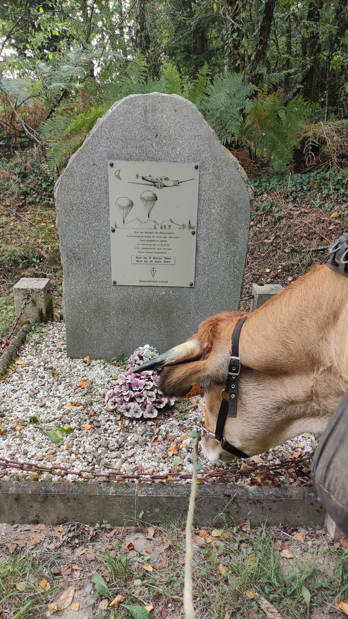 Aucune description de photo disponible. - La corne rose - Le voyage de Léonnie, Safran, et Bouleau 2023