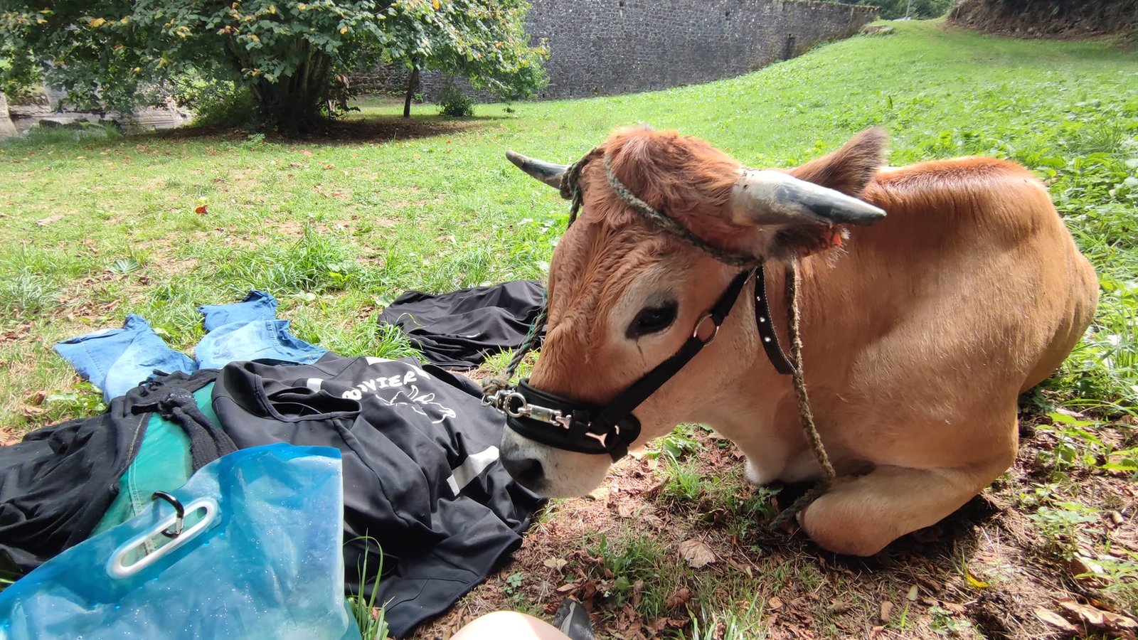 Aucune description de photo disponible. - La corne rose - Le voyage de Léonnie, Safran, et Bouleau 2023