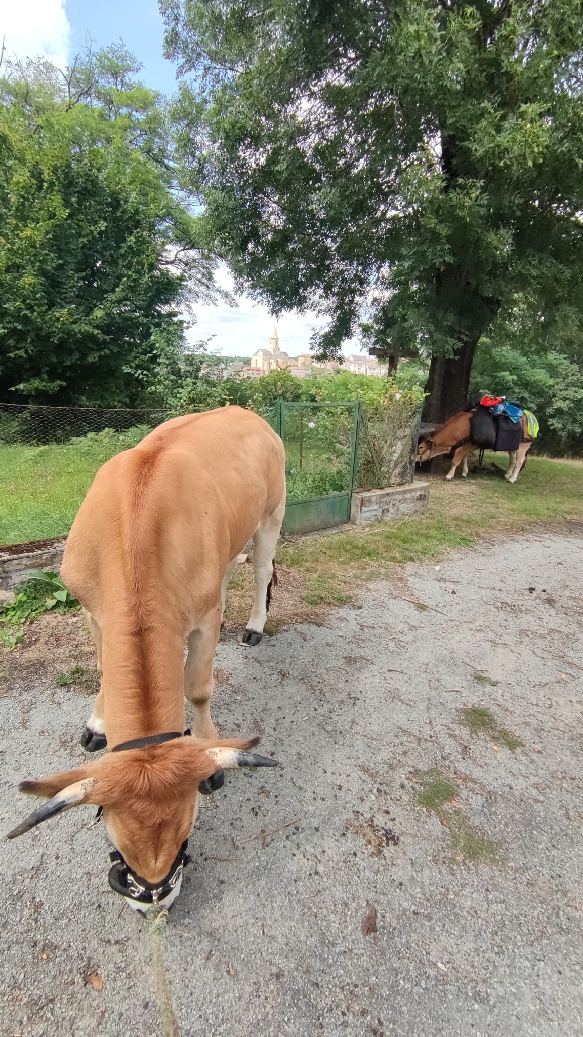 Aucune description de photo disponible. - La corne rose - Le voyage de Léonnie, Safran, et Bouleau 2023