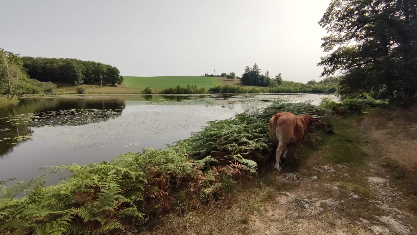 Aucune description de photo disponible. - La corne rose - Le voyage de Léonnie, Safran, et Bouleau 2023
