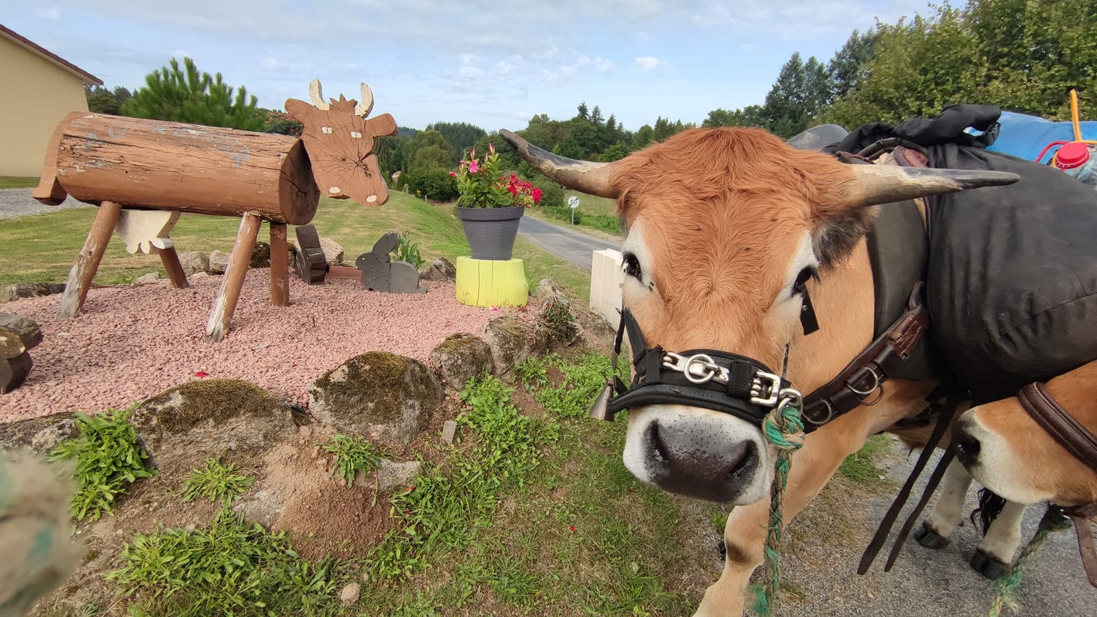 Aucune description de photo disponible. - La corne rose - Le voyage de Léonnie, Safran, et Bouleau 2023