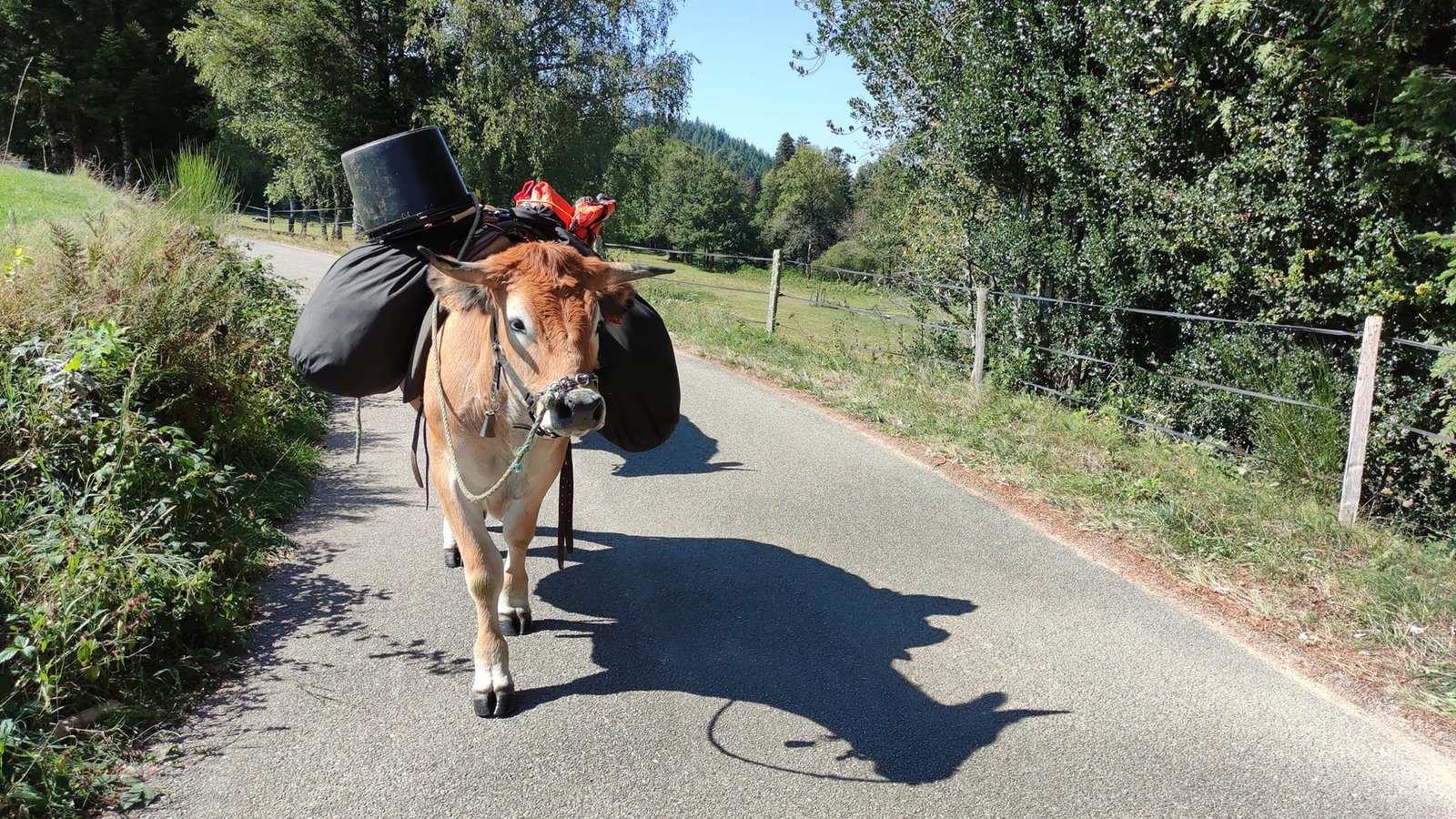 Aucune description de photo disponible. - La corne rose - Le voyage de Léonnie, Safran, et Bouleau 2023