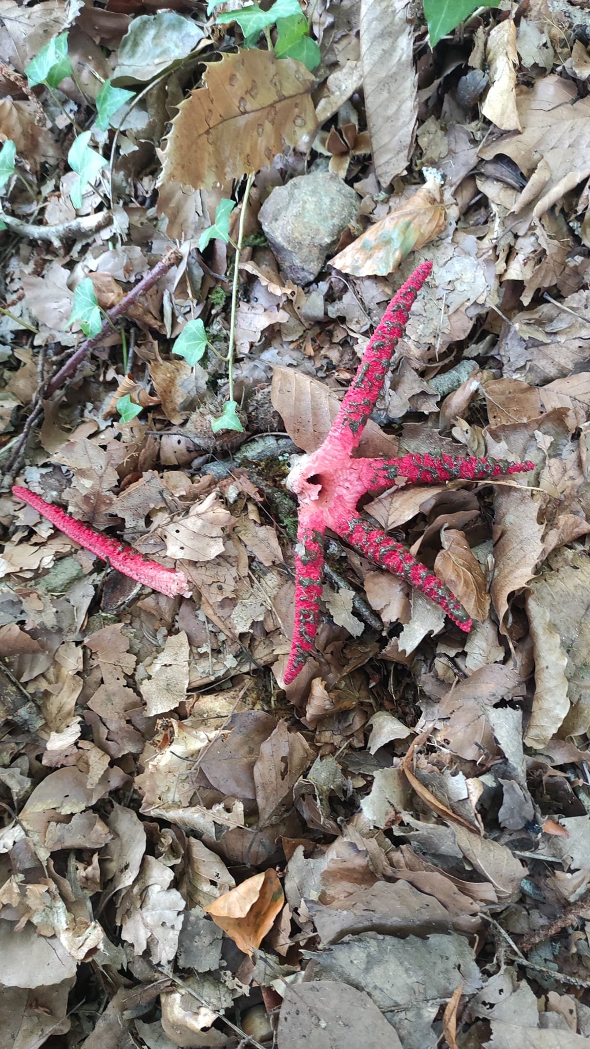 Aucune description de photo disponible. - La corne rose - Le voyage de Léonnie, Safran, et Bouleau 2023