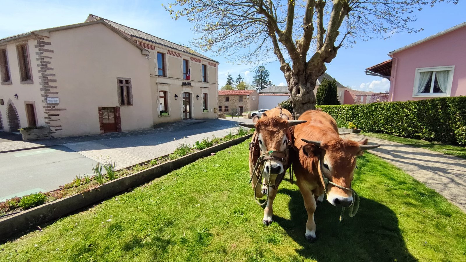 Aucune description de photo disponible. - La corne rose - Le voyage de Léonnie, Safran, et Bouleau 2023