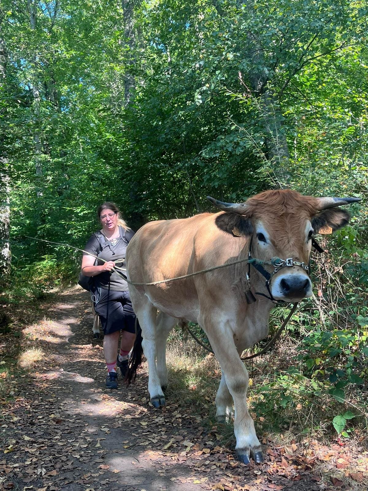 Aucune description de photo disponible. - La corne rose - Le voyage de Léonnie, Safran, et Bouleau 2023