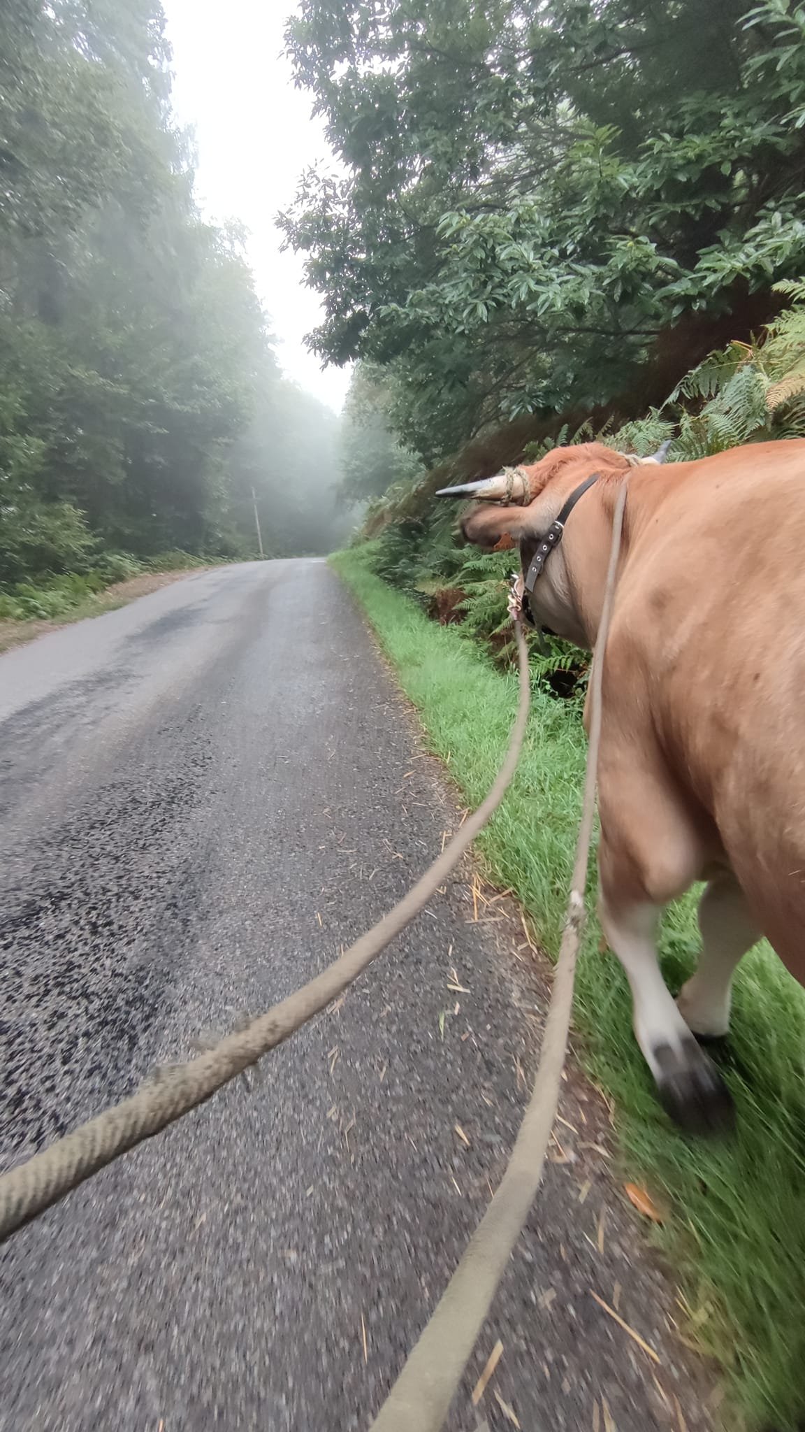 Aucune description de photo disponible. - La corne rose - Le voyage de Léonnie, Safran, et Bouleau 2023