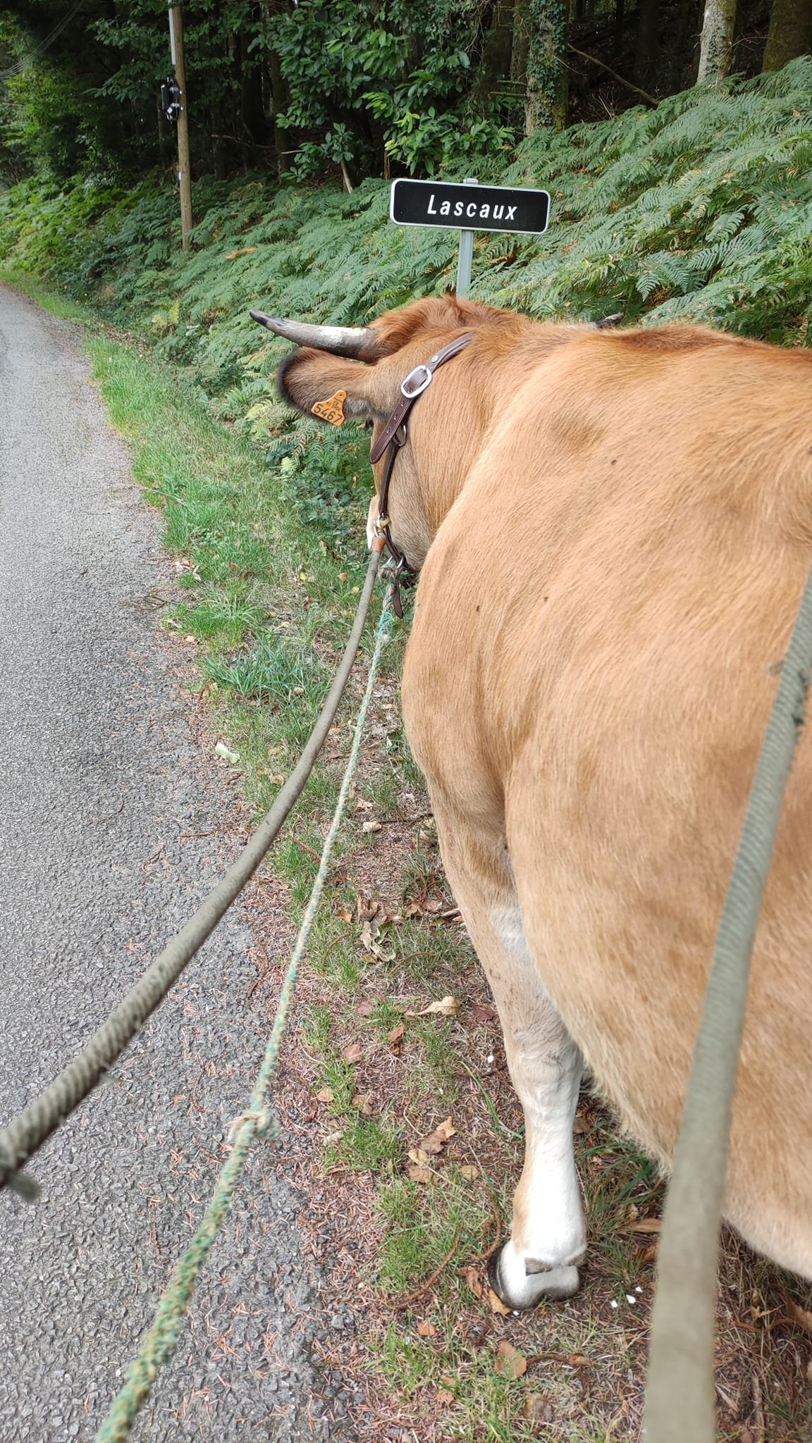 Aucune description de photo disponible. - La corne rose - Le voyage de Léonnie, Safran, et Bouleau 2023