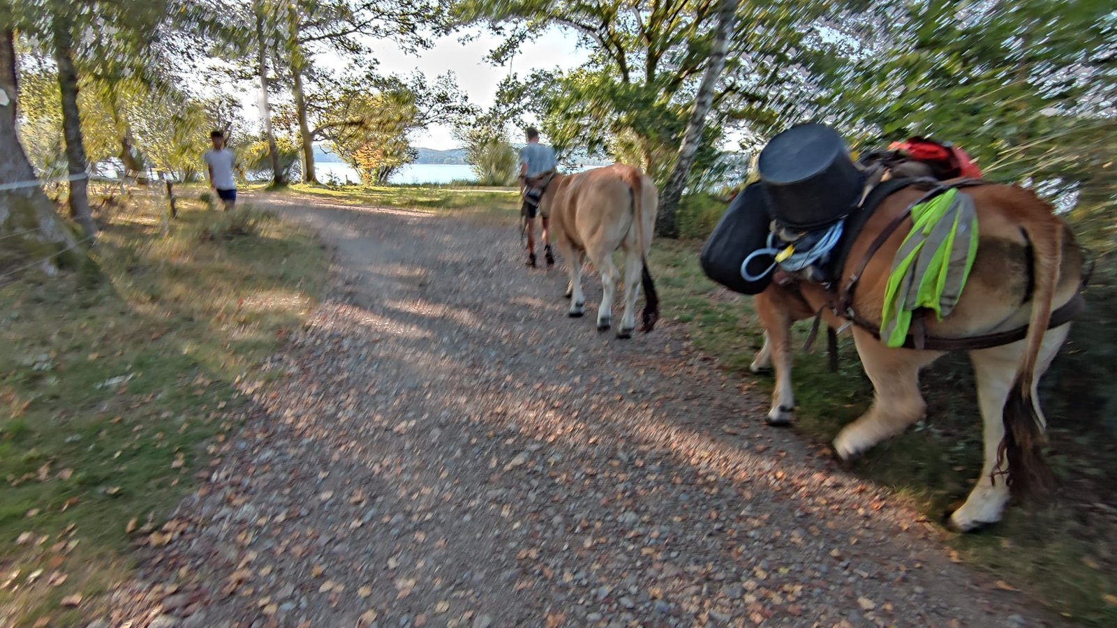 Aucune description de photo disponible. - La corne rose - Le voyage de Léonnie, Safran, et Bouleau 2023